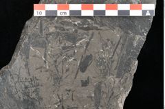 Foto (Detailansicht) von Equisetum arenaceum Jaeg. (NHMW-GEO-2024-0188-10541)